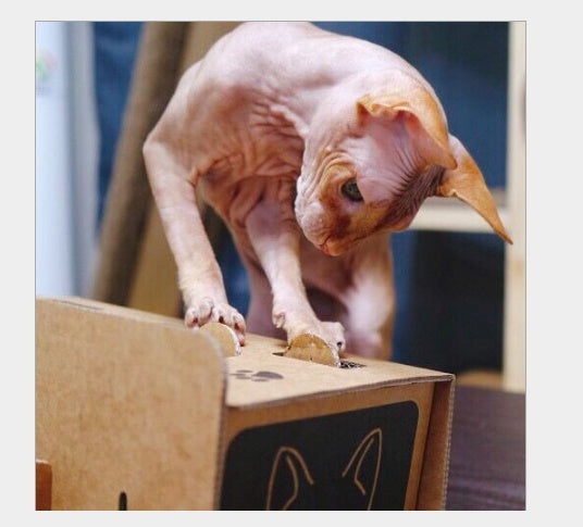 Cat peekaboo box!