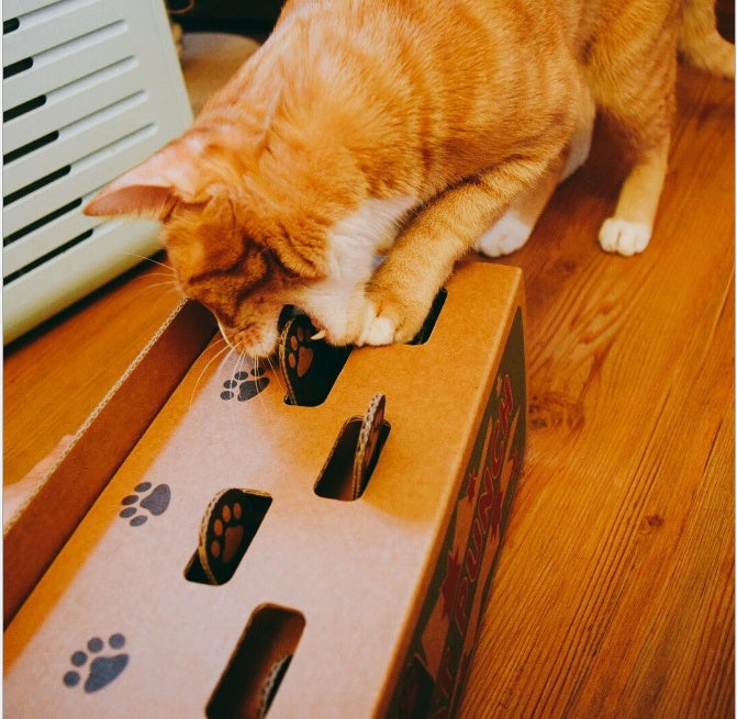 Cat peekaboo box!
